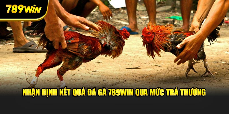 Nhận định kết quả đá gà 789WIN qua mức trả thưởng 