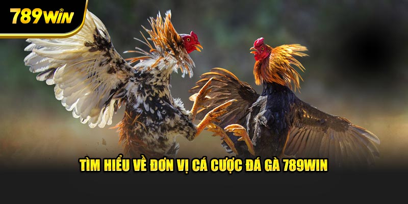 Tìm hiểu về đơn vị cá cược đá gà 789WIN 